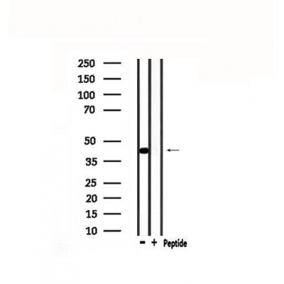 Western blot analysis of extracts from mouse brain, using POU4F1 Antibody.