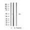 Western blot analysis of extracts from mouse brain cells, using CSNK1D antibody.