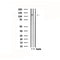 DF4776 staining HepG2 by IF/ICC. The sample were fixed with PFA and permeabilized in 0.1% Triton X-100,then blocked in 10% serum for 45 minutes at 25¡ãC. The primary antibody was diluted at 1/200 and incubated with the sample for 1 hour at 37¡ãC. An  Alexa Fluor 594 conjugated goat anti-rabbit IgG (H+L) Ab, diluted at 1/600, was used as the secondary antibod
