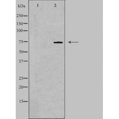 DF4781 staining Hela by IF/ICC. The sample were fixed with PFA and permeabilized in 0.1% Triton X-100,then blocked in 10% serum for 45 minutes at 25¡ãC. The primary antibody was diluted at 1/200 and incubated with the sample for 1 hour at 37¡ãC. An  Alexa Fluor 594 conjugated goat anti-rabbit IgG (H+L) Ab, diluted at 1/600, was used as the secondary antibod
