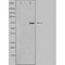 DF4781 staining Hela by IF/ICC. The sample were fixed with PFA and permeabilized in 0.1% Triton X-100,then blocked in 10% serum for 45 minutes at 25¡ãC. The primary antibody was diluted at 1/200 and incubated with the sample for 1 hour at 37¡ãC. An  Alexa Fluor 594 conjugated goat anti-rabbit IgG (H+L) Ab, diluted at 1/600, was used as the secondary antibod
