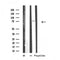 DF4782 staining  293 cells by IF/ICC. The sample were fixed with PFA and permeabilized in 0.1% Triton X-100,then blocked in 10% serum for 45 minutes at 25¡ãC. The primary antibody was diluted at 1/200 and incubated with the sample for 1 hour at 37¡ãC. An  Alexa Fluor 594 conjugated goat anti-rabbit IgG (H+L) antibody(Cat.# S0006), diluted at 1/600, was used as secondary antibod
