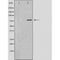 DF4787 at 1/100 staining Human gastric tissue by IHC-P. The sample was formaldehyde fixed and a heat mediated antigen retrieval step in citrate buffer was performed. The sample was then blocked and incubated with the antibody for 1.5 hours at 22¡ãC. An HRP conjugated goat anti-rabbit antibody was used as the secondary