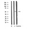 Western blot analysis of extracts from HeLa cells, using MNK2 antibody.