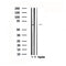 Western blot analysis of extracts from rat brain, using TESK2 Antibody.