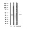DF4797 staining K562 by IF/ICC. The sample were fixed with PFA and permeabilized in 0.1% Triton X-100,then blocked in 10% serum for 45 minutes at 25¡ãC. The primary antibody was diluted at 1/200 and incubated with the sample for 1 hour at 37¡ãC. An  Alexa Fluor 594 conjugated goat anti-rabbit IgG (H+L) Ab, diluted at 1/600, was used as the secondary antibod