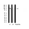 DF4798 staining Hela cells by IF/ICC. The sample were fixed with PFA and permeabilized in 0.1% Triton X-100,then blocked in 10% serum for 45 minutes at 25¡ãC. The primary antibody was diluted at 1/200 and incubated with the sample for 1 hour at 37¡ãC. An  Alexa Fluor 594 conjugated goat anti-rabbit IgG (H+L) antibody(Cat.# S0006), diluted at 1/600, was used as secondary antibod