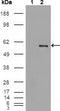 Figure 1: Western blot analysis using ETV4 mouse mAb against K562 cell lysate (1).