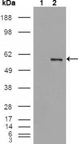 Figure 1: Western blot analysis using ETV4 mouse mAb against K562 cell lysate (1).