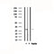 DF4804 staining HuvEc cells by IF/ICC. The sample were fixed with PFA and permeabilized in 0.1% Triton X-100,then blocked in 10% serum for 45 minutes at 25¡ãC. The primary antibody was diluted at 1/200 and incubated with the sample for 1 hour at 37¡ãC. An  Alexa Fluor 594 conjugated goat anti-rabbit IgG (H+L) antibody(Cat.# S0006), diluted at 1/600, was used as secondary antibod