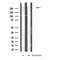 Western blot analysis of extracts from mouse brain, using LY75 Antibody.