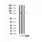 DF4885 staining A549 by IF/ICC. The sample were fixed with PFA and permeabilized in 0.1% Triton X-100,then blocked in 10% serum for 45 minutes at 25¡ãC. The primary antibody was diluted at 1/200 and incubated with the sample for 1 hour at 37¡ãC. An  Alexa Fluor 594 conjugated goat anti-rabbit IgG (H+L) Ab, diluted at 1/600, was used as the secondary antibod