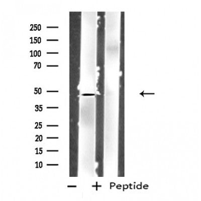 Western blot analysis of extracts from A549 cells using GPR83 antibody.