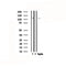DF4821 staining 293 cells by IF/ICC. The sample were fixed with PFA and permeabilized in 0.1% Triton X-100,then blocked in 10% serum for 45 minutes at 25¡ãC. The primary antibody was diluted at 1/200 and incubated with the sample for 1 hour at 37¡ãC. An  Alexa Fluor 594 conjugated goat anti-rabbit IgG (H+L) antibody(Cat.# S0006), diluted at 1/600, was used as secondary antibod