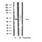 DF4824 at 1/100 staining Mouse liver tissue by IHC-P. The sample was formaldehyde fixed and a heat mediated antigen retrieval step in citrate buffer was performed. The sample was then blocked and incubated with the antibody for 1.5 hours at 22¡ãC. An HRP conjugated goat anti-rabbit antibody was used as the secondary