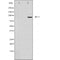 DF4831 at 1/100 staining Mouse liver tissue by IHC-P. The sample was formaldehyde fixed and a heat mediated antigen retrieval step in citrate buffer was performed. The sample was then blocked and incubated with the antibody for 1.5 hours at 22¡ãC. An HRP conjugated goat anti-rabbit antibody was used as the secondary