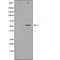 DF4840 staining 293 by IF/ICC. The sample were fixed with PFA and permeabilized in 0.1% Triton X-100,then blocked in 10% serum for 45 minutes at 25¡ãC. The primary antibody was diluted at 1/200 and incubated with the sample for 1 hour at 37¡ãC. An  Alexa Fluor 594 conjugated goat anti-rabbit IgG (H+L) Ab, diluted at 1/600, was used as the secondary antibod