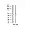 DF4856 staining Hela by IF/ICC. The sample were fixed with PFA and permeabilized in 0.1% Triton X-100,then blocked in 10% serum for 45 minutes at 25¡ãC. The primary antibody was diluted at 1/200 and incubated with the sample for 1 hour at 37¡ãC. An  Alexa Fluor 594 conjugated goat anti-rabbit IgG (H+L) Ab, diluted at 1/600, was used as the secondary antibod