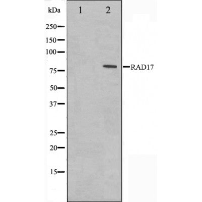 Western blot analysis on HeLa cell lysate using RAD17 Antibody.The lane on the left is treated with the antigen-specific peptide.