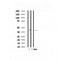 Western blot analysis of extracts from Hela, using CXCR3 Antibody.