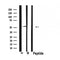 Western blot analysis of extracts from mouse lung, using CXCR7 Antibody. Lane 1 was treated with the antigen-specific peptide.