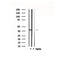 DF4873 staining Hela by IF/ICC. The sample were fixed with PFA and permeabilized in 0.1% Triton X-100,then blocked in 10% serum for 45 minutes at 25¡ãC. The primary antibody was diluted at 1/200 and incubated with the sample for 1 hour at 37¡ãC. An  Alexa Fluor 594 conjugated goat anti-rabbit IgG (H+L) Ab, diluted at 1/600, was used as the secondary antibod