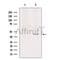 Western blot analysis of extracts from 293, using PE2R2 Antibody. Lane 1 was treated with the blocking peptide.
