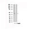 DF4890 staining RAW264.7 by IF/ICC. The sample were fixed with PFA and permeabilized in 0.1% Triton X-100,then blocked in 10% serum for 45 minutes at 25¡ãC. The primary antibody was diluted at 1/200 and incubated with the sample for 1 hour at 37¡ãC. An  Alexa Fluor 594 conjugated goat anti-rabbit IgG (H+L) Ab, diluted at 1/600, was used as the secondary antibod