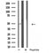 DF4897 staining Hela by IF/ICC. The sample were fixed with PFA and permeabilized in 0.1% Triton X-100,then blocked in 10% serum for 45 minutes at 25¡ãC. The primary antibody was diluted at 1/200 and incubated with the sample for 1 hour at 37¡ãC. An  Alexa Fluor 594 conjugated goat anti-rabbit IgG (H+L) Ab, diluted at 1/600, was used as the secondary antibod