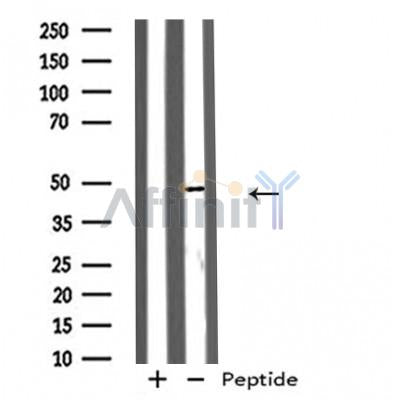 Western blot analysis of extracts from rat muscle, using GPR173 Antibody.