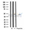Western blot analysis of extracts from rat muscle, using GPR173 Antibody.