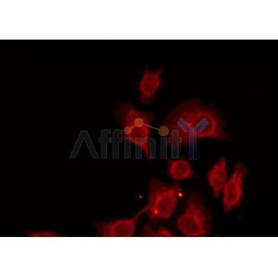 Western blot analysis of extracts from HepG2, using GPR175 Antibody.