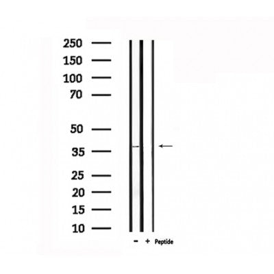 Western blot analysis of extracts from rat mmuscle, using ADORA1 Antibody.