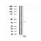 Western blot analysis of extracts from rat mmuscle, using ADORA1 Antibody.