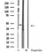 DF4912 staining HuvEc by IF/ICC. The sample were fixed with PFA and permeabilized in 0.1% Triton X-100,then blocked in 10% serum for 45 minutes at 25¡ãC. The primary antibody was diluted at 1/200 and incubated with the sample for 1 hour at 37¡ãC. An  Alexa Fluor 594 conjugated goat anti-rabbit IgG (H+L) Ab, diluted at 1/600, was used as the secondary antibod