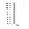 Western blot analysis of extracts from 293, using CCKAR Antibody.