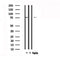 Western blot analysis of extracts from various samples, using FSHR Antibody.lane 1:Mouse brainlane 2:Hela