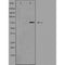 DF4929 staining A549 by IF/ICC. The sample were fixed with PFA and permeabilized in 0.1% Triton X-100,then blocked in 10% serum for 45 minutes at 25¡ãC. The primary antibody was diluted at 1/200 and incubated with the sample for 1 hour at 37¡ãC. An  Alexa Fluor 594 conjugated goat anti-rabbit IgG (H+L) Ab, diluted at 1/600, was used as the secondary antibod