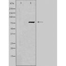 DF4930 staining 293T by IF/ICC. The sample were fixed with PFA and permeabilized in 0.1% Triton X-100,then blocked in 10% serum for 45 minutes at 25¡ãC. The primary antibody was diluted at 1/200 and incubated with the sample for 1 hour at 37¡ãC. An  Alexa Fluor 594 conjugated goat anti-rabbit IgG (H+L) Ab, diluted at 1/600, was used as the secondary antibod