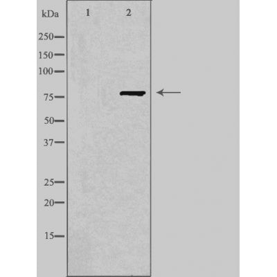 DF4930 staining 293T by IF/ICC. The sample were fixed with PFA and permeabilized in 0.1% Triton X-100,then blocked in 10% serum for 45 minutes at 25¡ãC. The primary antibody was diluted at 1/200 and incubated with the sample for 1 hour at 37¡ãC. An  Alexa Fluor 594 conjugated goat anti-rabbit IgG (H+L) Ab, diluted at 1/600, was used as the secondary antibod