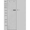 DF4930 staining 293T by IF/ICC. The sample were fixed with PFA and permeabilized in 0.1% Triton X-100,then blocked in 10% serum for 45 minutes at 25¡ãC. The primary antibody was diluted at 1/200 and incubated with the sample for 1 hour at 37¡ãC. An  Alexa Fluor 594 conjugated goat anti-rabbit IgG (H+L) Ab, diluted at 1/600, was used as the secondary antibod
