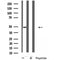 DF4949 staining Hela cells by IF/ICC. The sample were fixed with PFA and permeabilized in 0.1% Triton X-100,then blocked in 10% serum for 45 minutes at 25¡ãC. The primary antibody was diluted at 1/200 and incubated with the sample for 1 hour at 37¡ãC. An  Alexa Fluor 594 conjugated goat anti-rabbit IgG (H+L) antibody(Cat.# S0006), diluted at 1/600, was used as secondary antibod