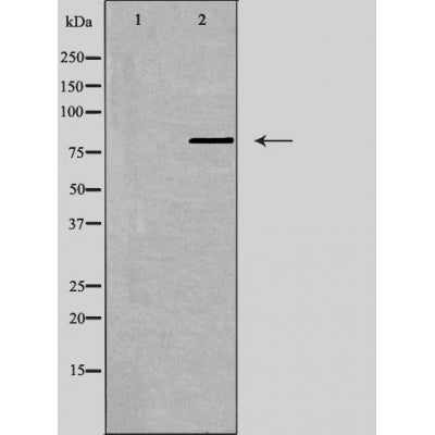 DF4952 staining HeLa by IF/ICC. The sample were fixed with PFA and permeabilized in 0.1% Triton X-100,then blocked in 10% serum for 45 minutes at 25¡ãC. The primary antibody was diluted at 1/200 and incubated with the sample for 1 hour at 37¡ãC. An  Alexa Fluor 594 conjugated goat anti-rabbit IgG (H+L) Ab, diluted at 1/600, was used as the secondary antibod