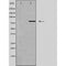 DF4952 staining HeLa by IF/ICC. The sample were fixed with PFA and permeabilized in 0.1% Triton X-100,then blocked in 10% serum for 45 minutes at 25¡ãC. The primary antibody was diluted at 1/200 and incubated with the sample for 1 hour at 37¡ãC. An  Alexa Fluor 594 conjugated goat anti-rabbit IgG (H+L) Ab, diluted at 1/600, was used as the secondary antibod
