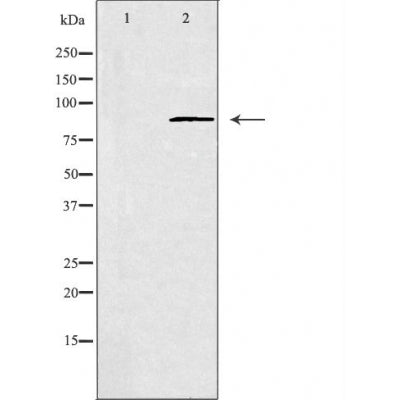 DF4955 staining 293 by IF/ICC. The sample were fixed with PFA and permeabilized in 0.1% Triton X-100,then blocked in 10% serum for 45 minutes at 25¡ãC. The primary antibody was diluted at 1/200 and incubated with the sample for 1 hour at 37¡ãC. An  Alexa Fluor 594 conjugated goat anti-rabbit IgG (H+L) Ab, diluted at 1/600, was used as the secondary antibod