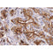 Western blot analysis of extracts from 293 and HepG2, using GPR35 Antibody.