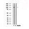 Western blot analysis of extracts from rat spleen, using LGR4 Antibody.