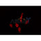 Western blot analysis of extracts from HepG2, using MC4R Antibody. Lane 1 was treated with the antigen-specific peptide.