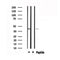 DF4988 staining HuvEc by IF/ICC. The sample were fixed with PFA and permeabilized in 0.1% Triton X-100,then blocked in 10% serum for 45 minutes at 25¡ãC. The primary antibody was diluted at 1/200 and incubated with the sample for 1 hour at 37¡ãC. An  Alexa Fluor 594 conjugated goat anti-rabbit IgG (H+L) Ab, diluted at 1/600, was used as the secondary antibod