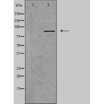 DF5150 staining Hela by IF/ICC. The sample were fixed with PFA and permeabilized in 0.1% Triton X-100,then blocked in 10% serum for 45 minutes at 25¡ãC. The primary antibody was diluted at 1/200 and incubated with the sample for 1 hour at 37¡ãC. An  Alexa Fluor 594 conjugated goat anti-rabbit IgG (H+L) Ab, diluted at 1/600, was used as the secondary antibod